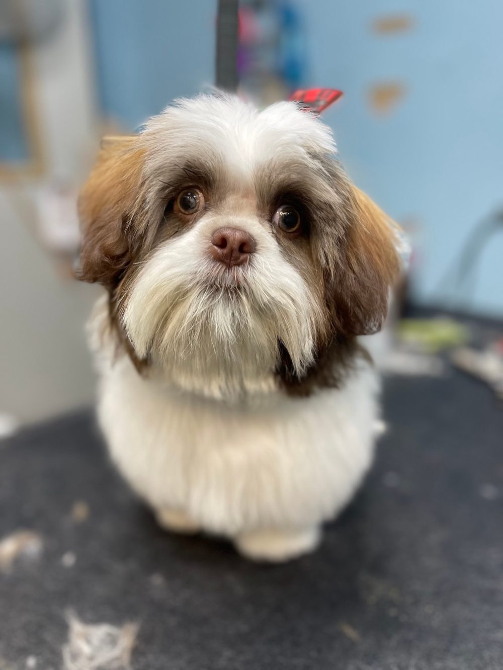 Brown and white shih tzu puppy with big round eyes posing on the grooming table after a tidy face trim