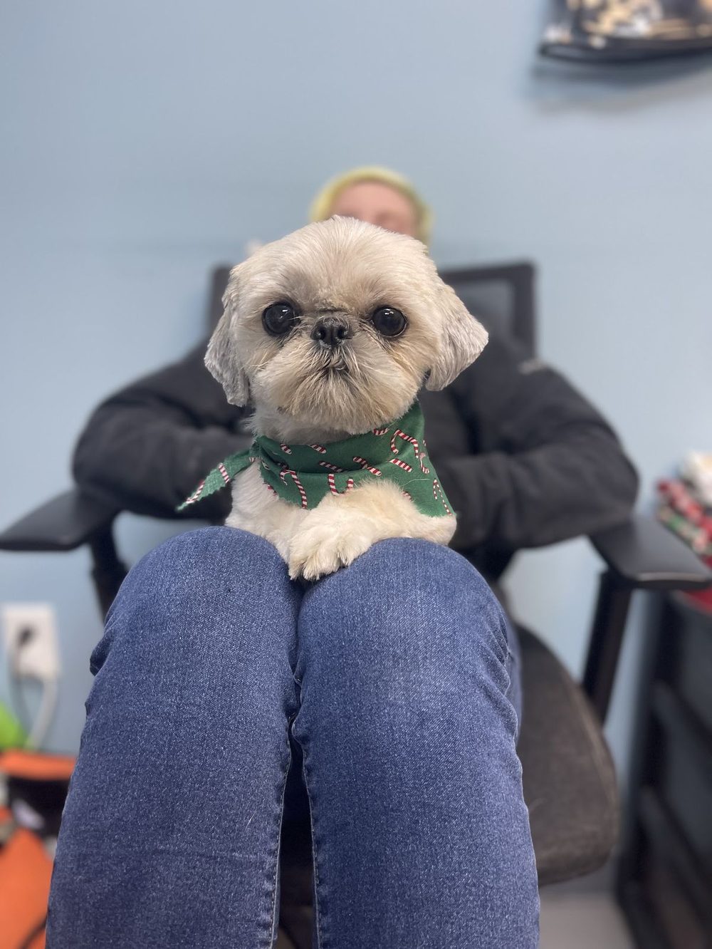 Wide-eyed shih tzu relaxing on a groomer's lap after his groom — the cageless comfort Lavish Tails is known for