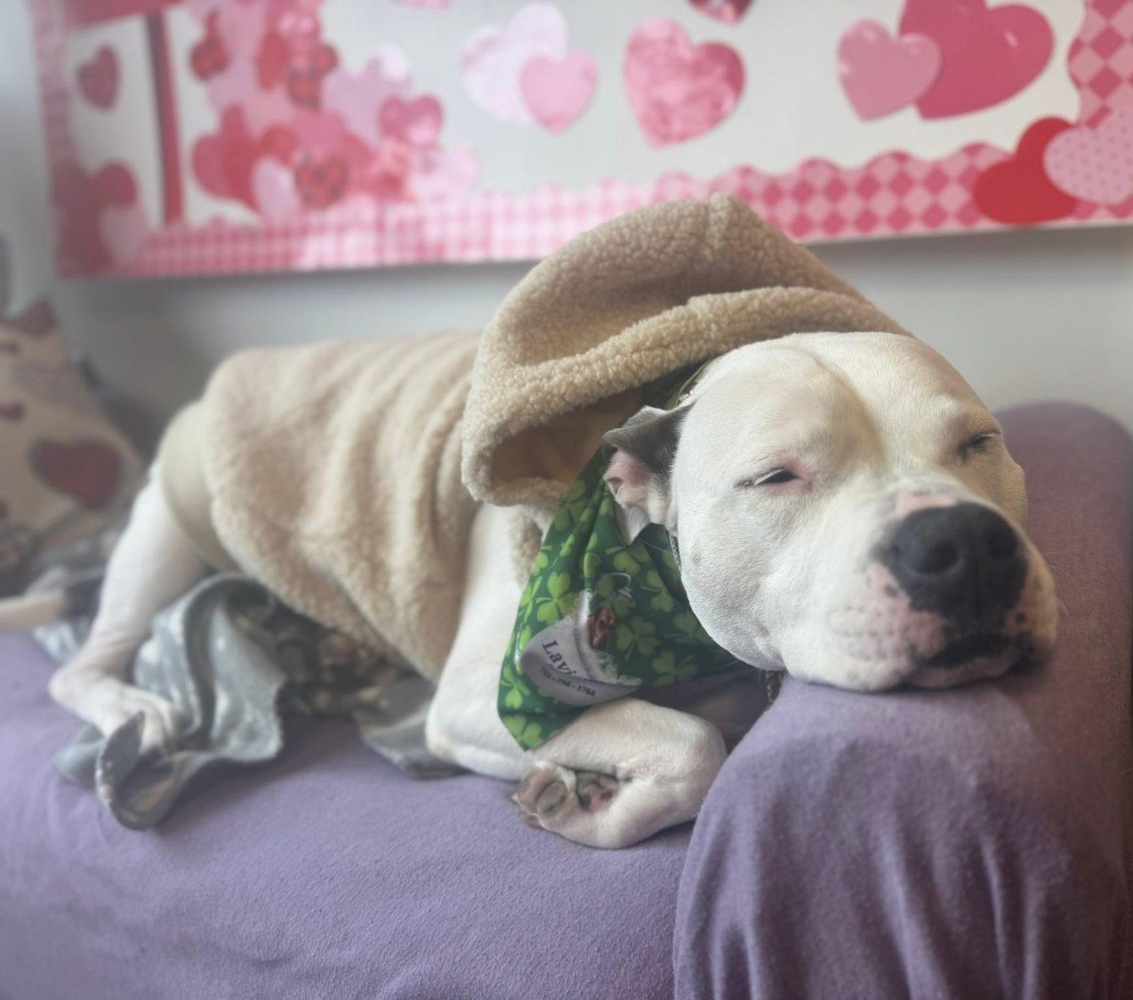 White pit bull napping in a fleece jacket and Lavish Tails bandana on the spa's lounge couch