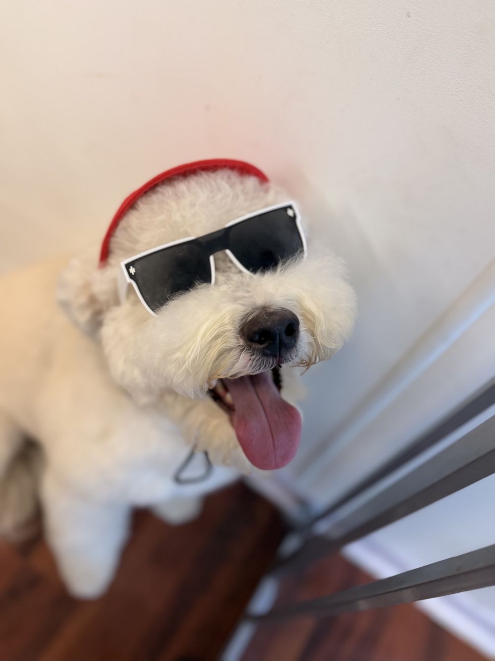 Fluffy white bichon-style dog in black sunglasses and a red headband, tongue out