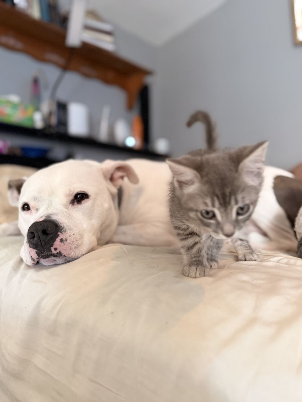 White pit bull resting on a bed beside a small gray tabby kitten