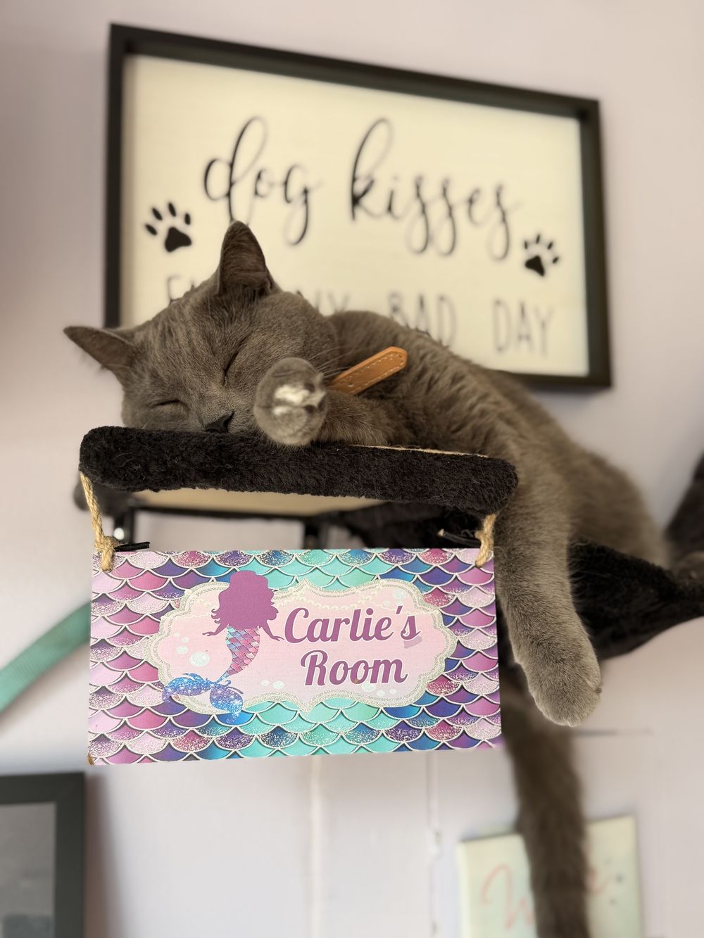 Gray cat asleep on a cat-tree perch under a 'dog kisses' sign