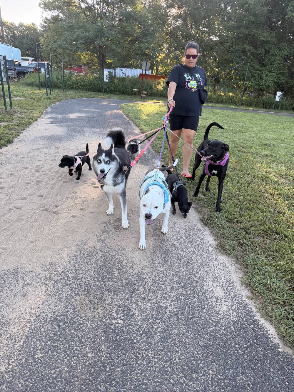 Dog walker leading five dogs, including a husky, down a sunny park path