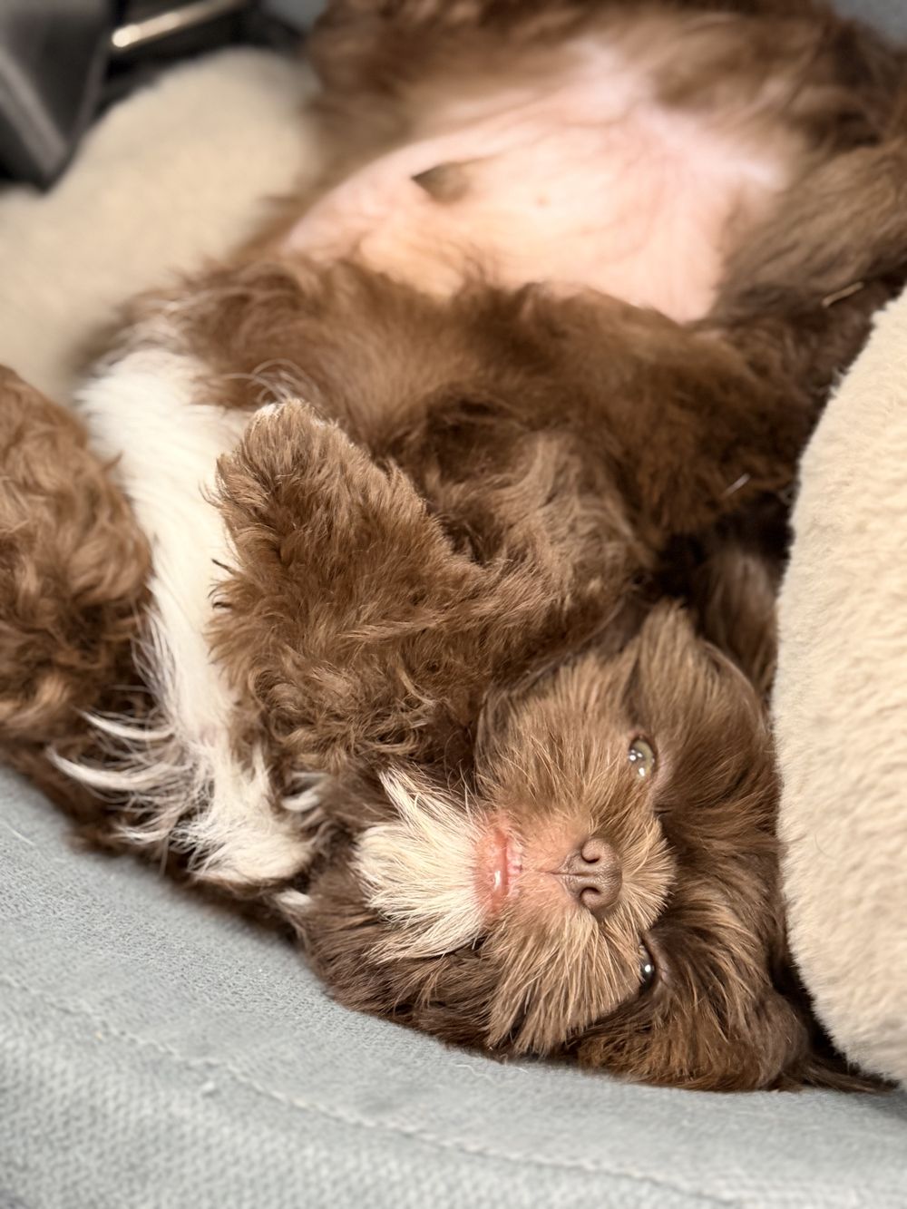 Fluffy brown and white puppy sleeping upside down on a soft bed