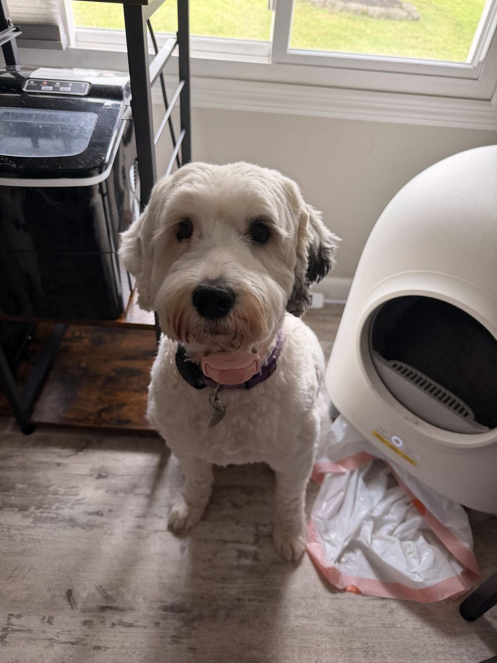 Freshly groomed cream doodle in a purple collar sitting politely on a wood floor