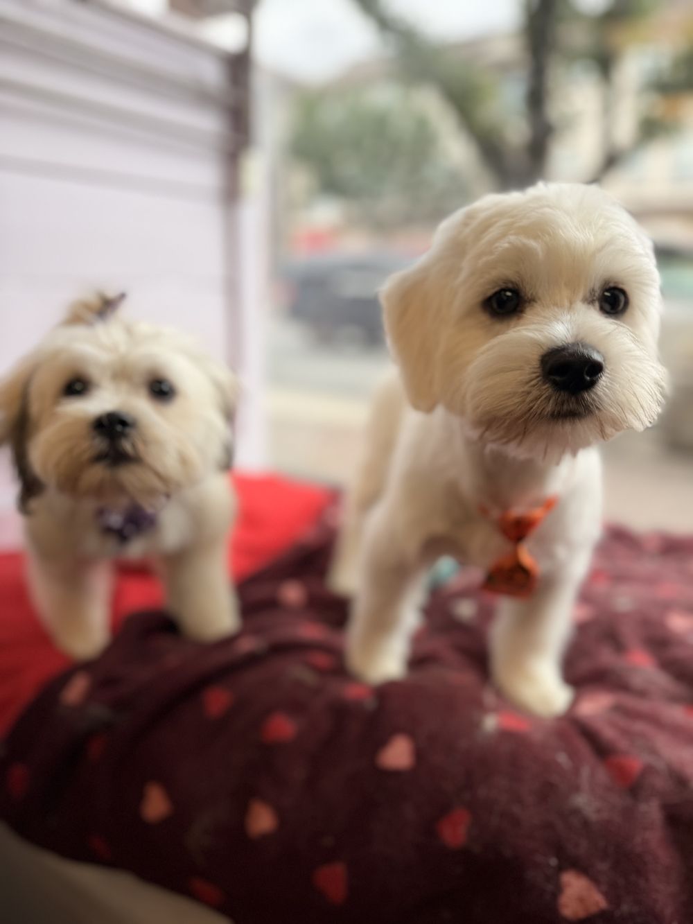 Two freshly groomed white pups standing on a red blanket, one wearing an orange bow tie