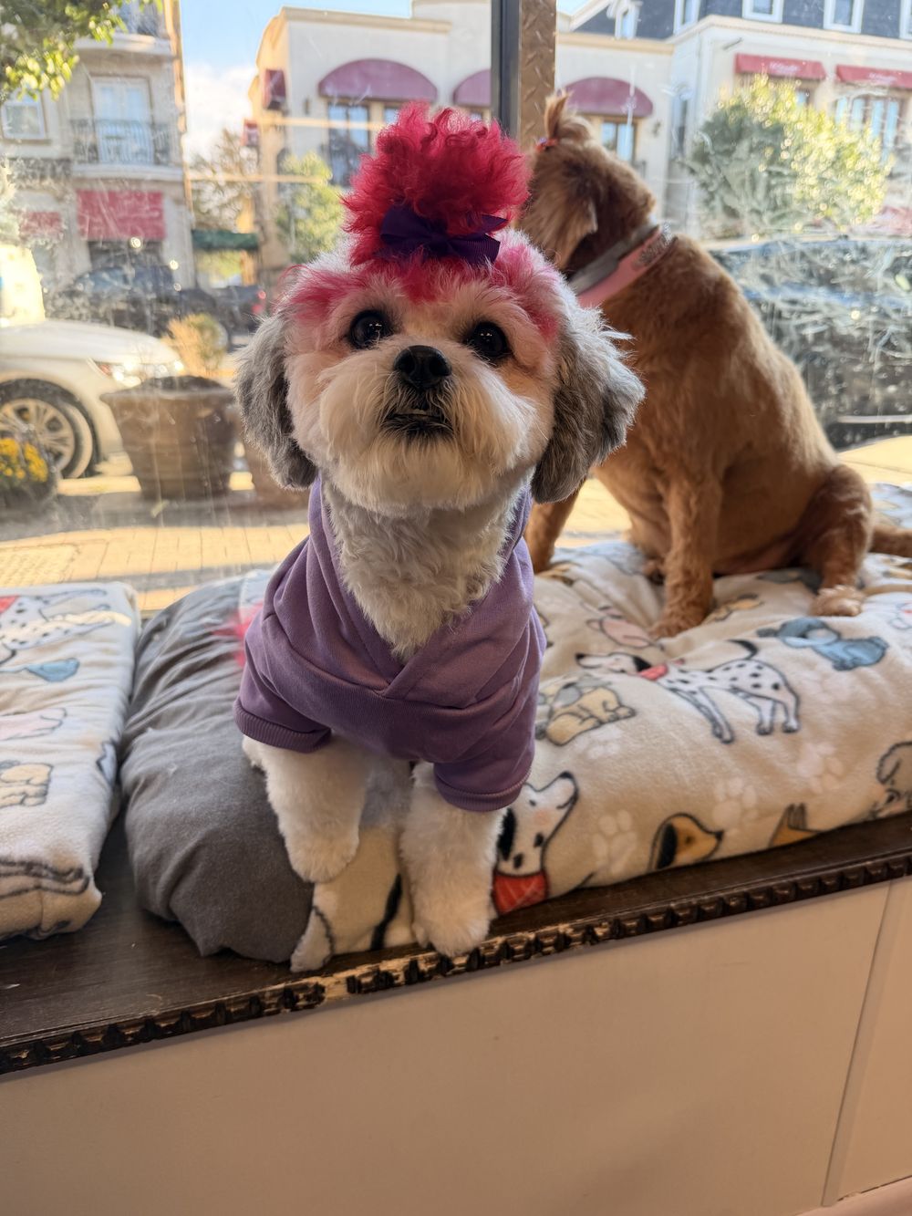 Small gray and white dog with a hot-pink dyed mohawk and pink ears, wearing a purple shirt, sitting in the salon window on Main Street