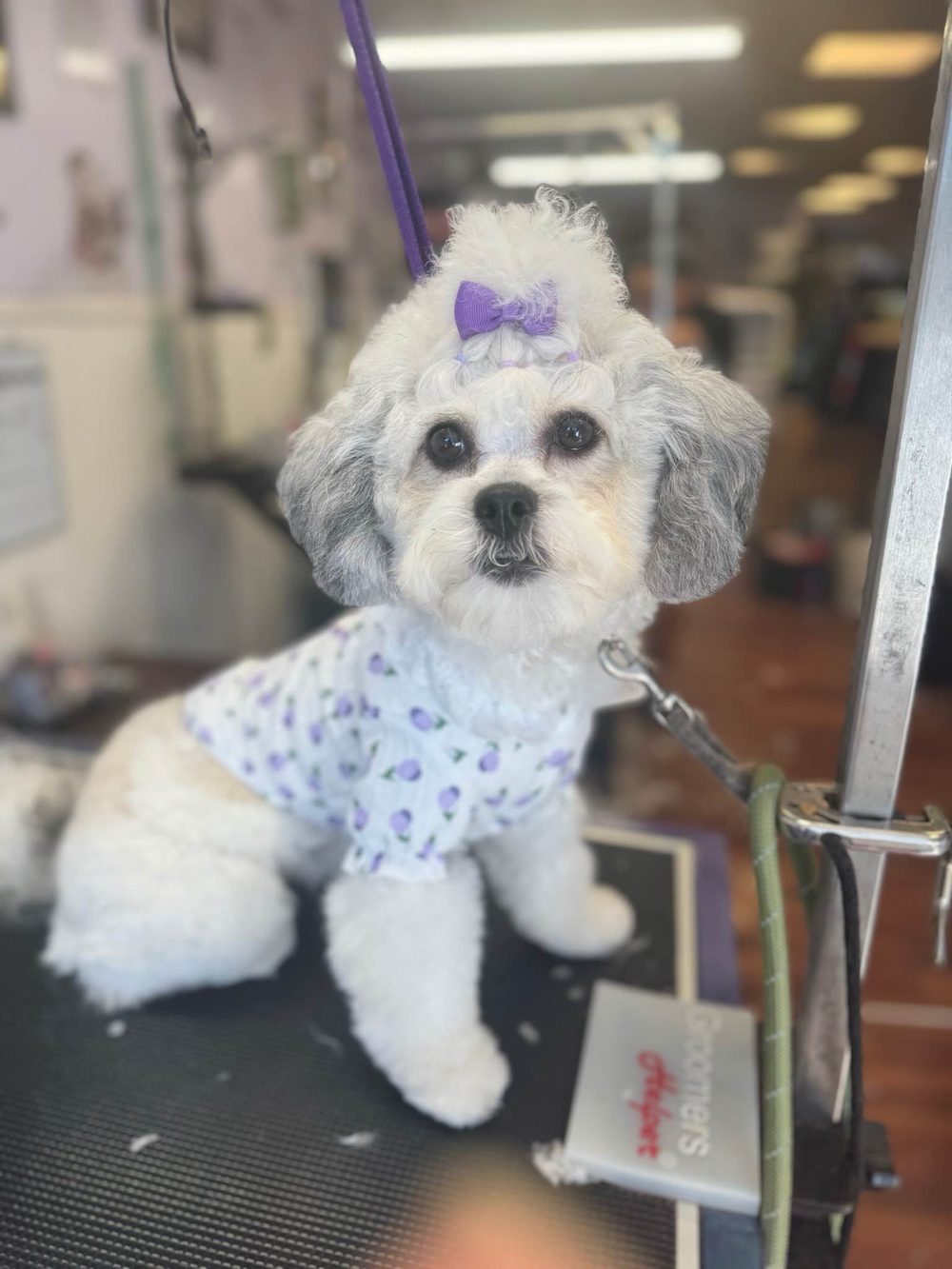 Freshly groomed white and gray shih-poo wearing a purple topknot bow and tulip-print shirt on the grooming table