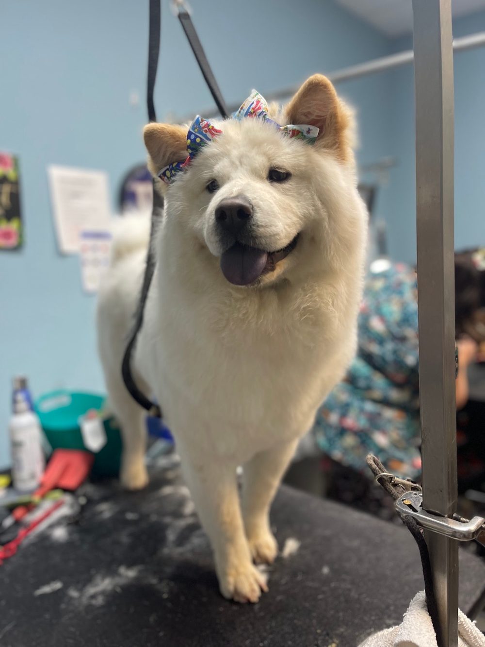 Smiling cream chow chow with bows on her ears standing on the grooming table after a full groom