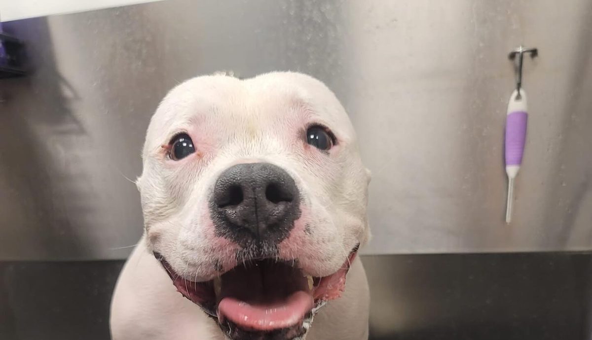 Happy white pit bull grinning up from the stainless steel bathing tub mid-bath