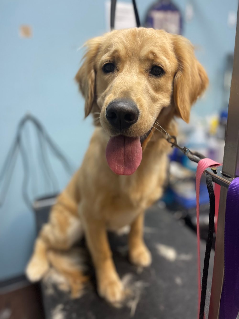 Young golden retriever sitting on the grooming table with tongue out, waiting for his groom