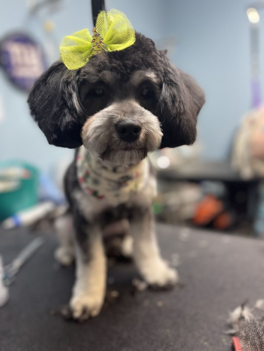 Black and silver poodle mix with a lime-green bow sitting pretty on the grooming table after her trim