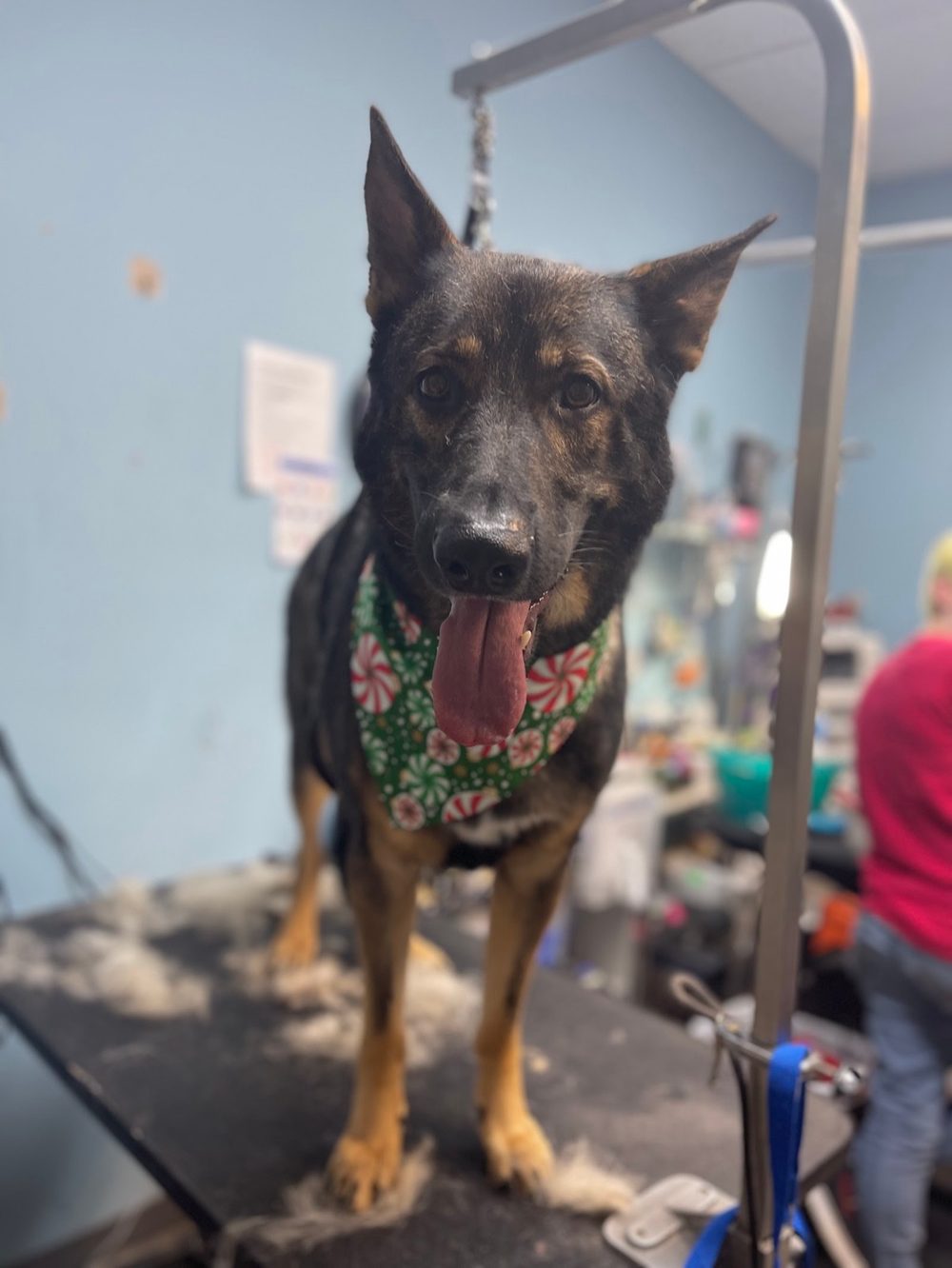 German shepherd in a peppermint bandana standing tall on the grooming table after a de-shedding session