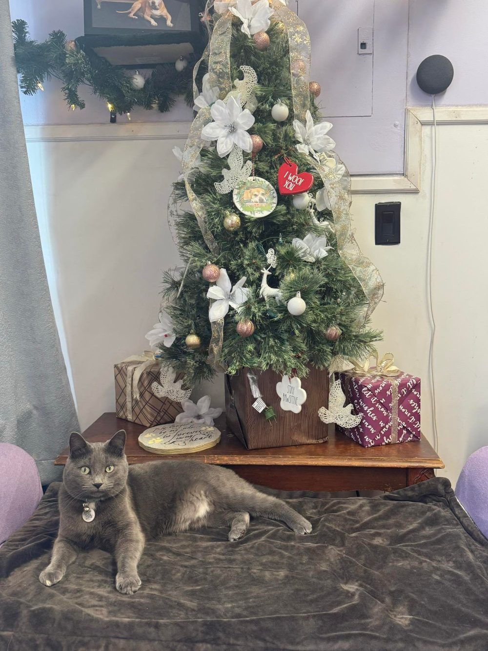 Gray salon cat relaxing on a plush blanket in front of the spa's decorated Christmas tree