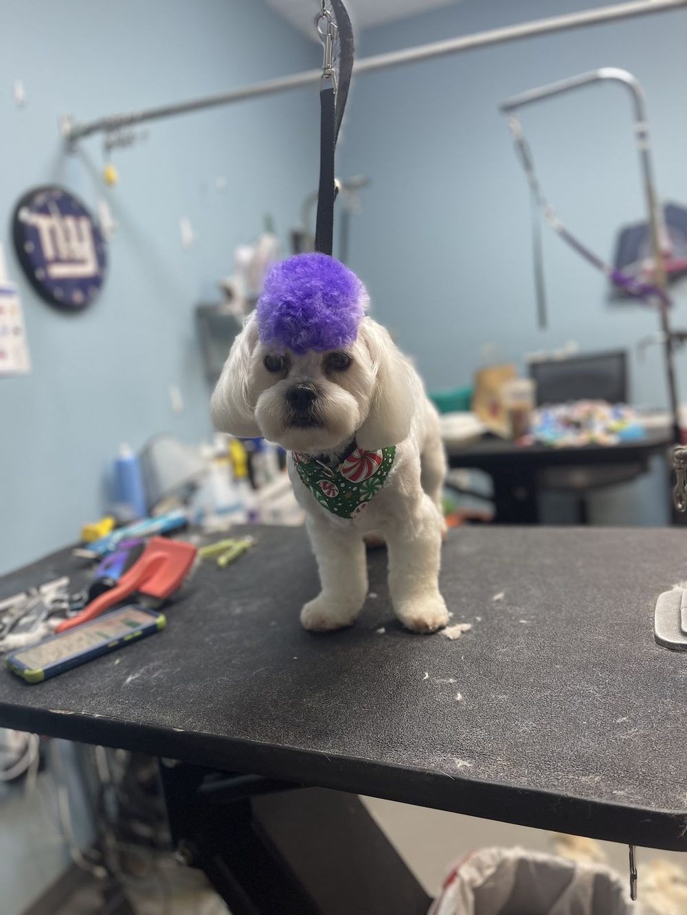 White shih tzu mix showing off a playful purple-dyed mohawk from the spa's creative grooming service